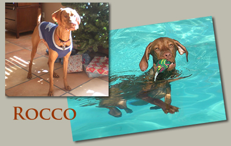 Rocco 1yr